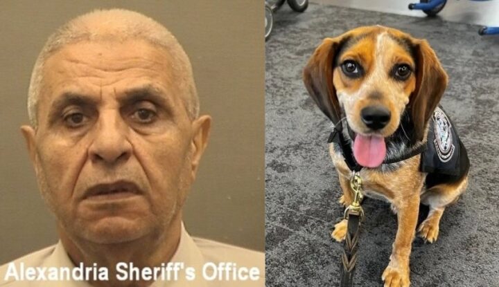 Egypter sparket tollhund på amerikansk flyplass – kastet ut av landet