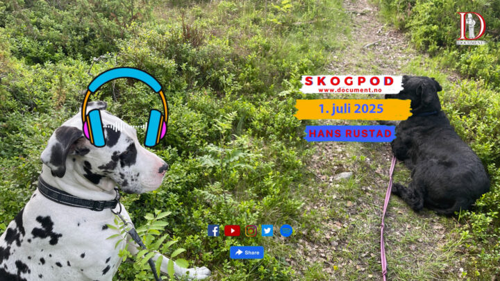 Skogpod 1. juli 2025