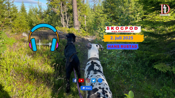 Skogpod 2. juli 2025