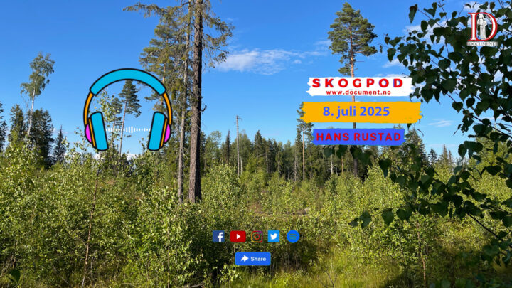 Skogpod 8. juli 2025