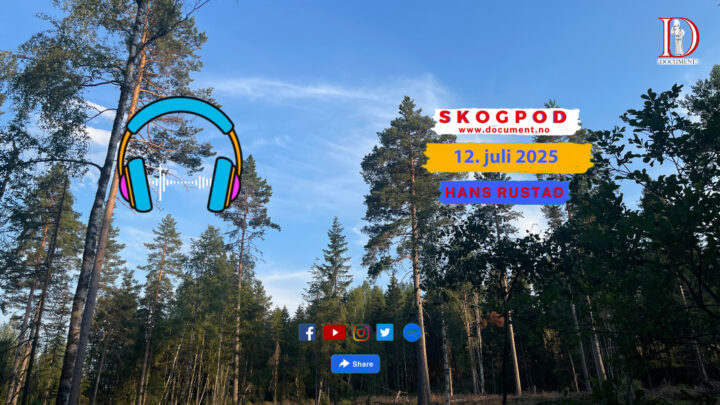 Skogpod 12. juli 2025
