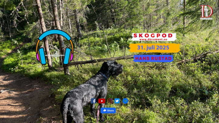 Skogpod 31. juli 2025