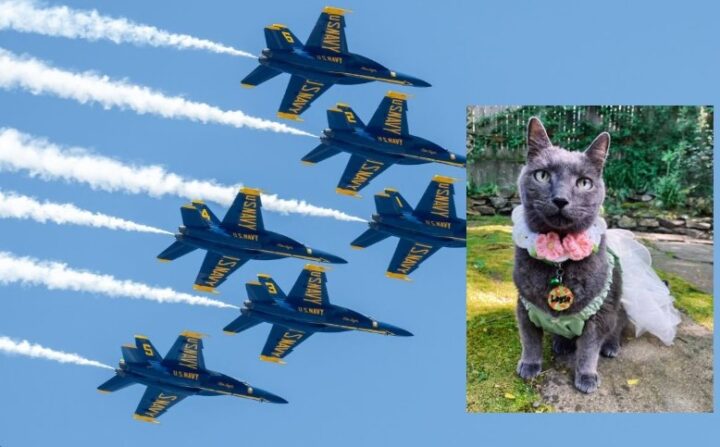 Only in America: Saksøker Blue Angels – mener jagerfly drepte katten