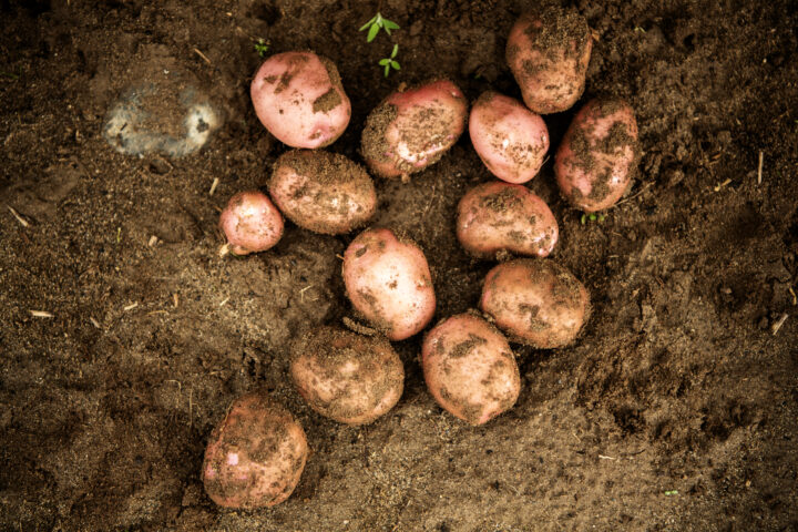 Danmark forbyr en rekke sprøytemidler – fortsatt lovlige i Norge