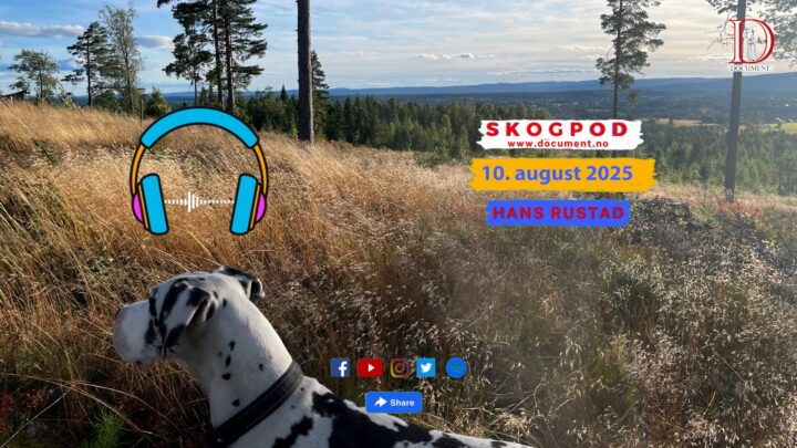 Skogpod 10. august 2025