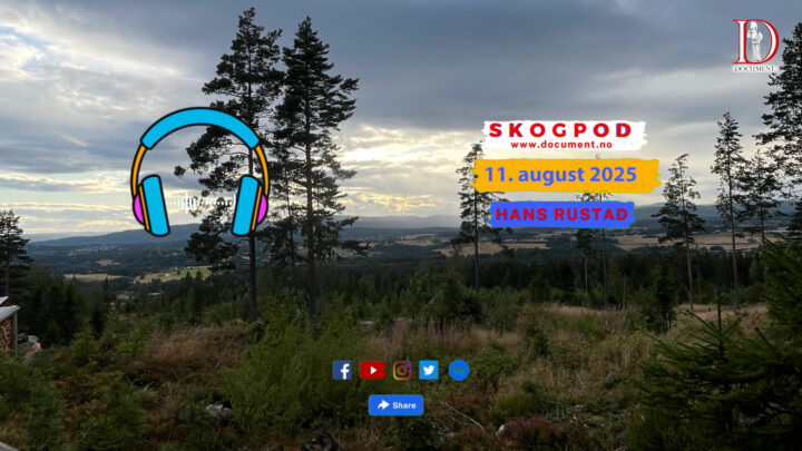 Skogpod 11. august 2025
