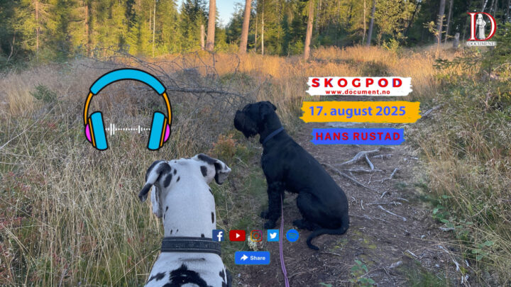 Skogpod 17. august 2025