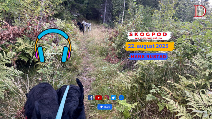 Skogpod 22. august 2025
