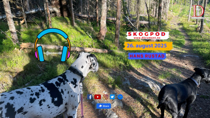 Skogpod 26. august 2025