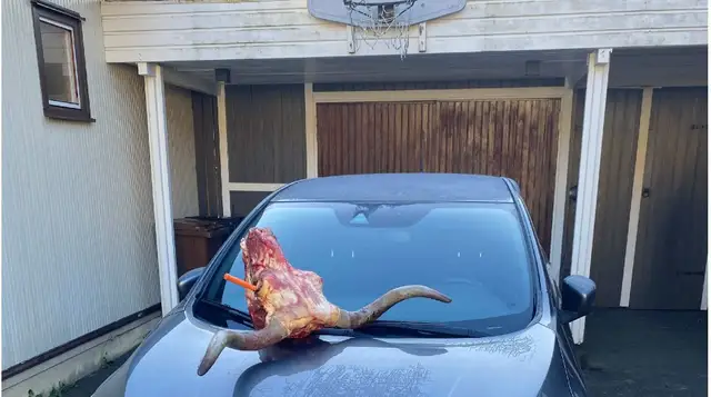 Sverige: Mann dømt for å ha truet familie med oksehode på panseret