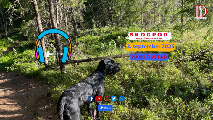 Skogpod 3. september 2025
