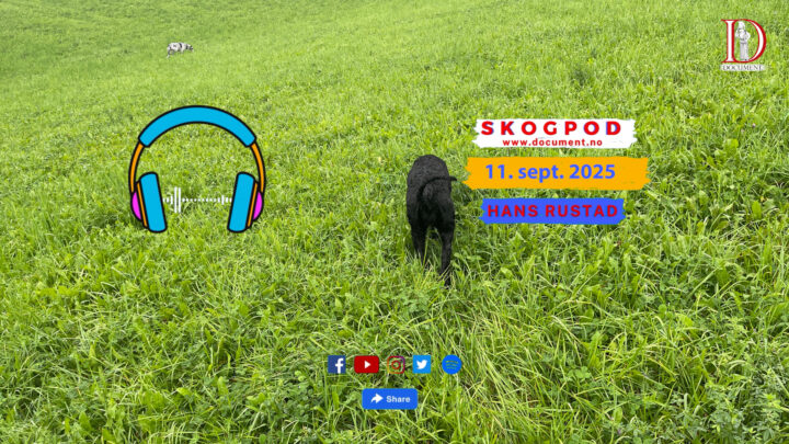 Skogpod 11. september 2025