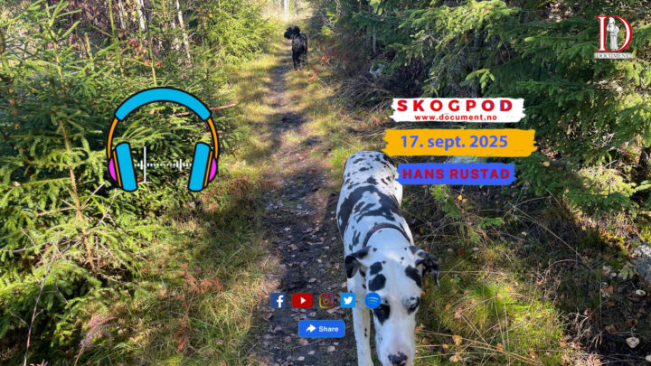 Skogpod 17. september 2025