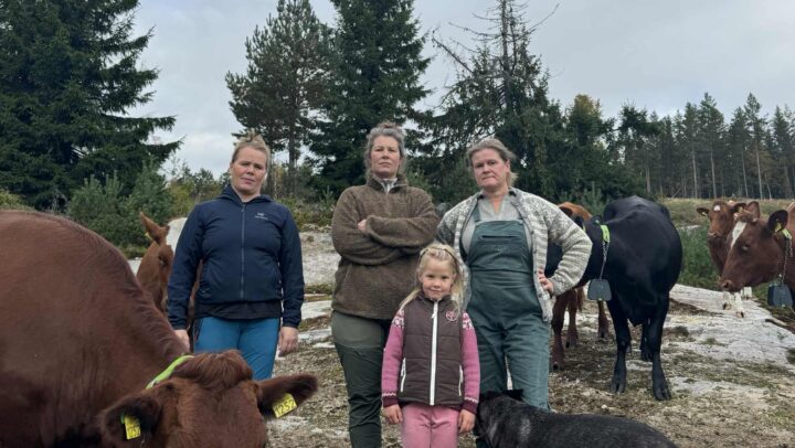 90 prosent av melkebønder går til Bovaer-kamp mot TINE: – Vi føler oss overkjørt