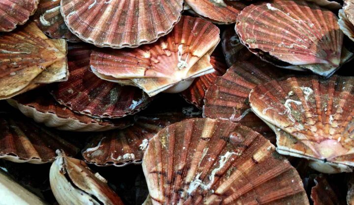 Kamskjell gikk til topps i rettssystemet