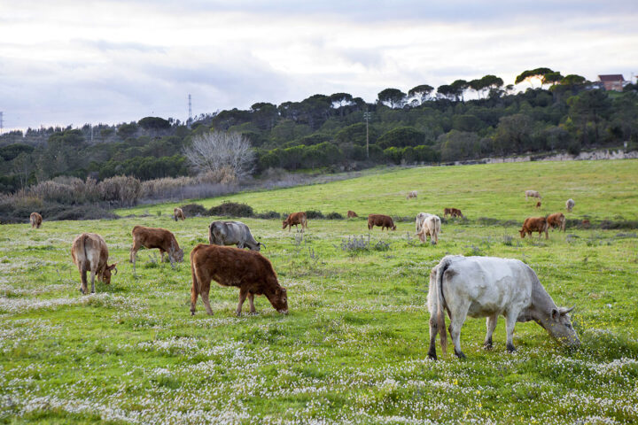 Laboratorie&shy;dyrket kjøtt ble 1. september forbudt i Texas