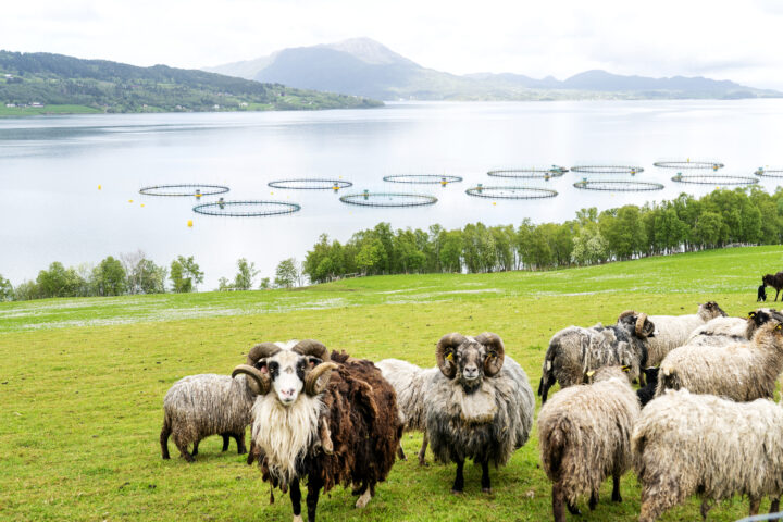 Tross milliarder i statlige tilskudd: Øysamfunn i Vestland vender ryggen til Senterpartiet