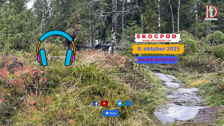 Skogpod 8. oktober 2025