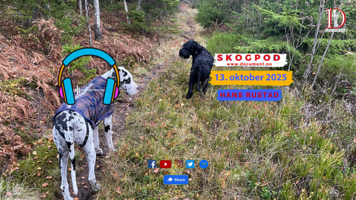 Skogpod 13. oktober 2025