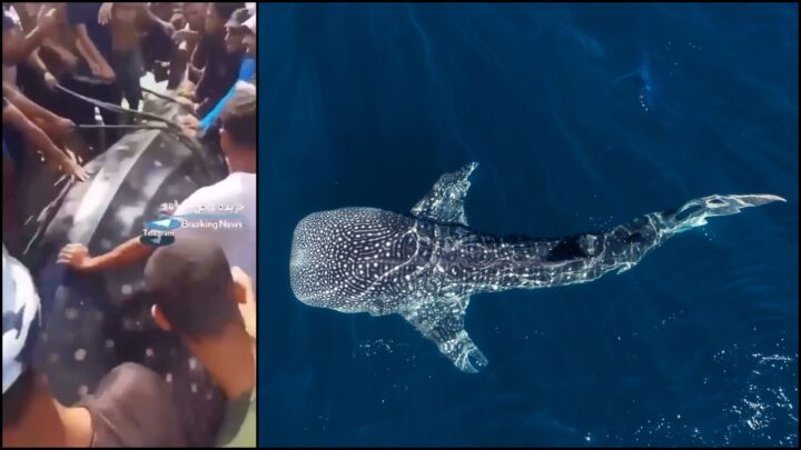 Se video: Gaza-beboere dro i land utrydningstruet kjempehai: – Seier over Israel