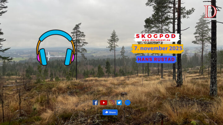 Skogpod  7. november 2025