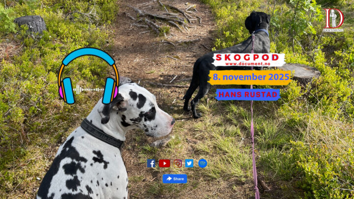 Skogpod  8. november 2025