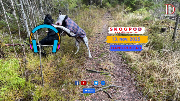 Skogpod  13. november 2025