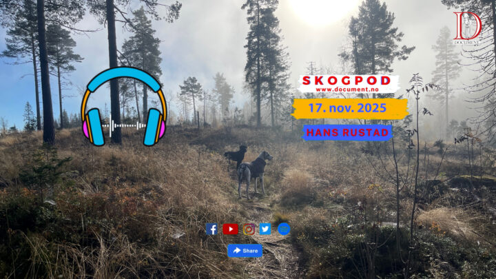Skogpod  17. november 2025