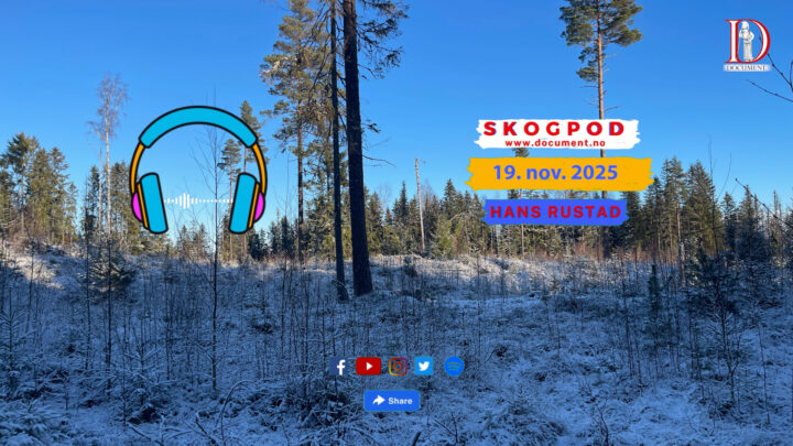 Skogpod  19. november 2025