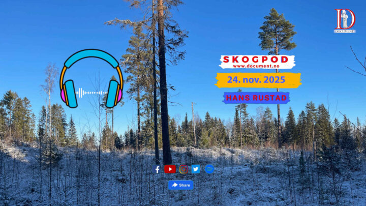 Skogpod  24. november 2025