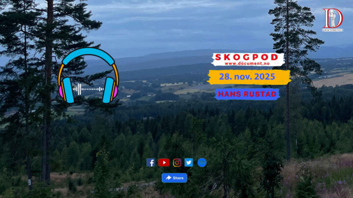 Skogpod  28. november 2025