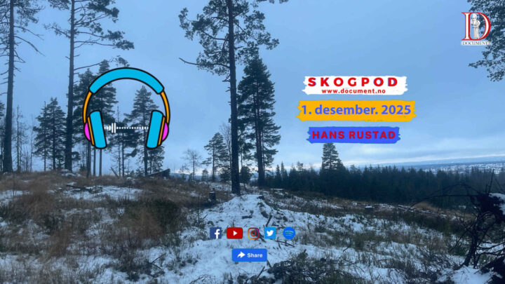 Skogpod  1. desember 2025