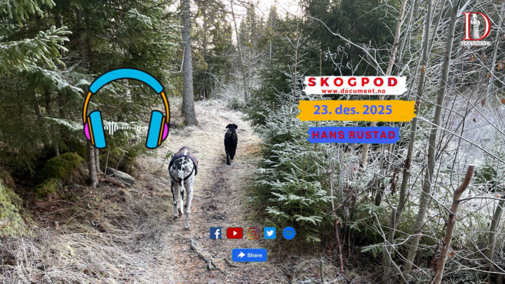 Skogpod 23. desember 2025