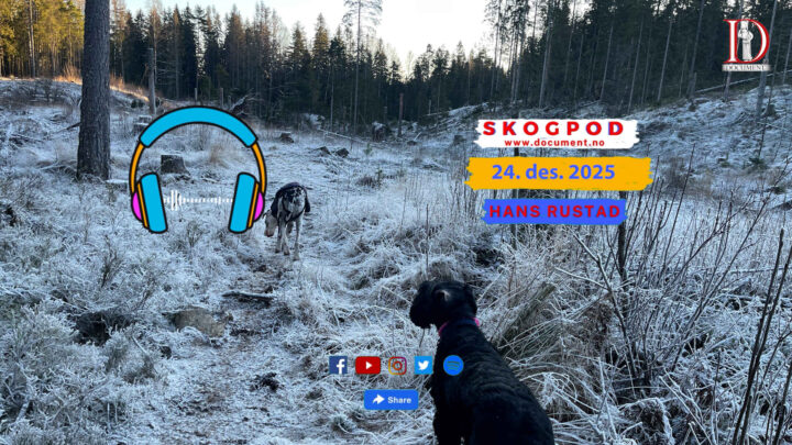 Skogpod 24. desember 2025 - ny fil