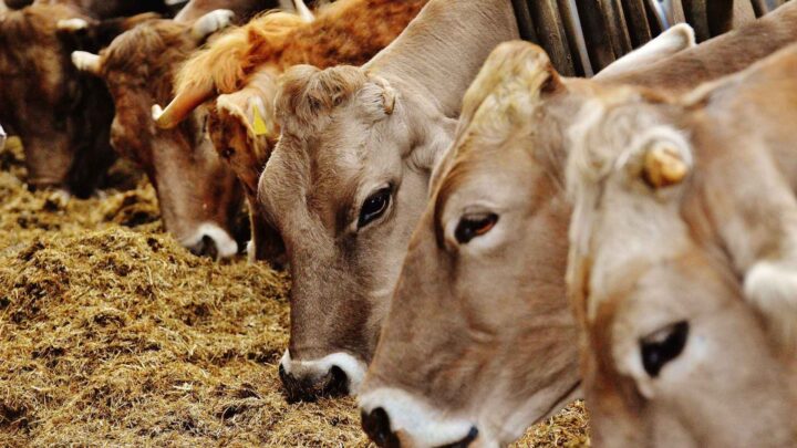 Bovaer tvangsinnført: 70 prosent av bønder melder om syke kyr og mindre melk&nbsp;(+)