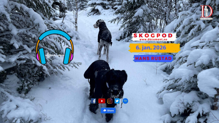 Skogpod 6. januar 2026