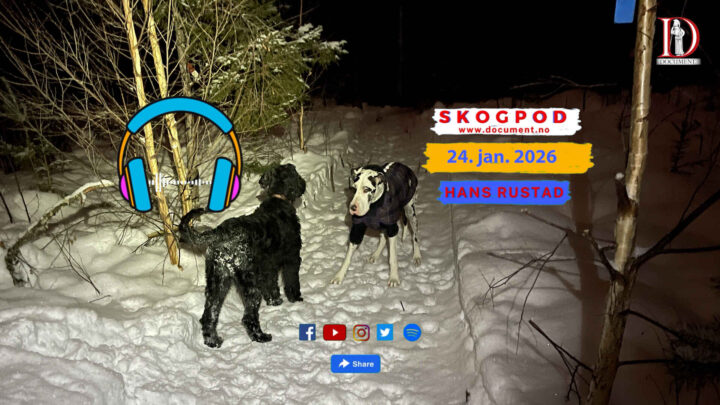 Skogpod 24. januar 2026