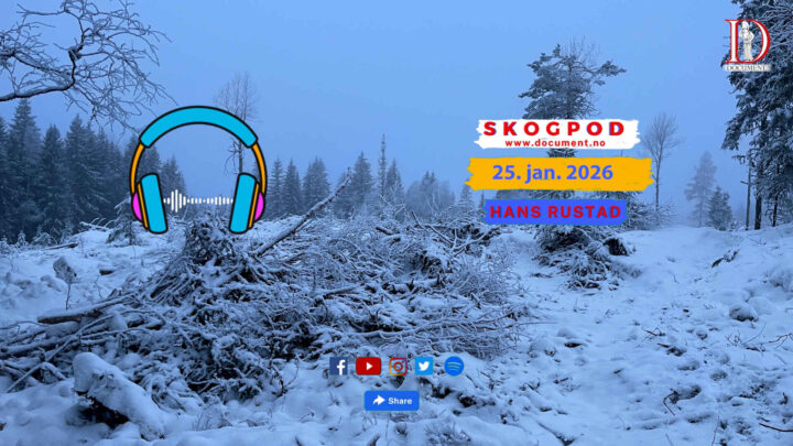 Skogpod 25. januar 2026