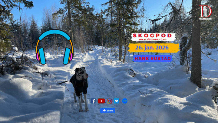 Skogpod 26. januar 2026