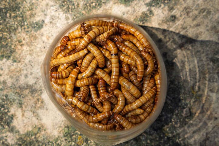 Europas største insekt&shy;farm Ÿnsect er slått konkurs