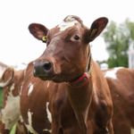 TINE stanser bruk av melk fra kyr som får Bovaer: – Vårt ansvar å lytte