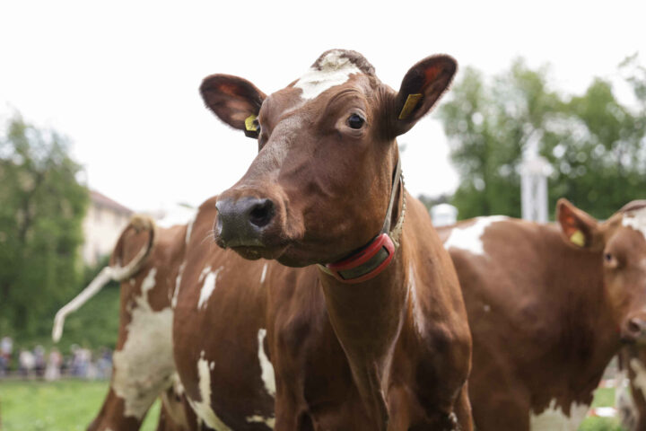 Stortingsflertall vil skrote metanhemmer-krav i landbruket