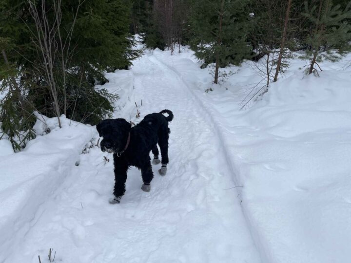 Skogpod 11. februar 2026