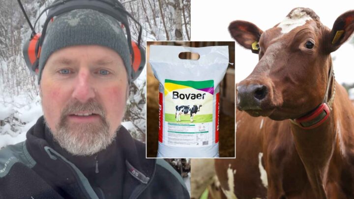 Politianmelder Mattilsynet for metanhemmer: – Dyrevelferdsloven er ikke valgfri