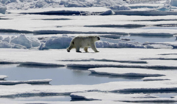 NRK innrømmer at isbjørnen har det utmerket