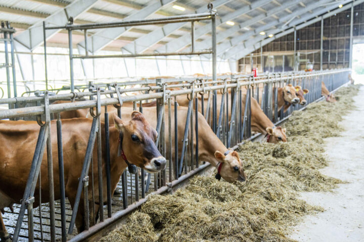 Miljødirektoratet vil flå forbrukerne for å redde klimaet – bondetoppene i strupen på hverandre