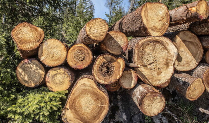 Rekordhogst og rekordsalg av tømmer i Norge i fjor