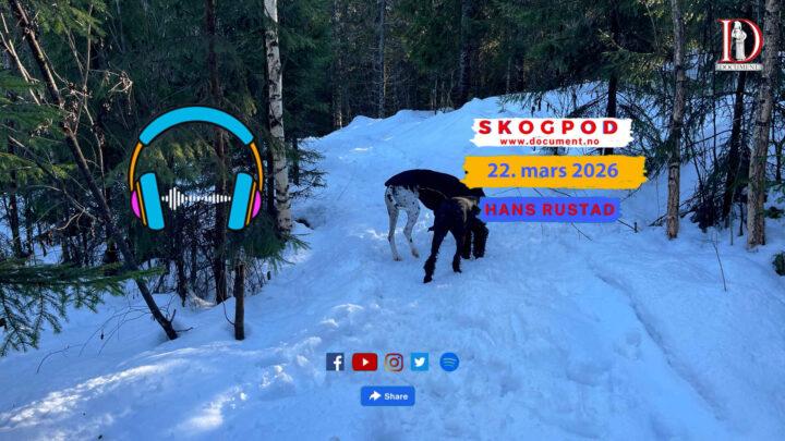 Skogpod 22. mars 2026