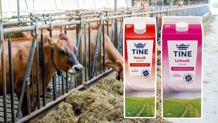 Tine raser på omdømme&shy;måling etter metanhemmer-striden: – Ubehagelig overraskelse&nbsp;<span>(+)</span>