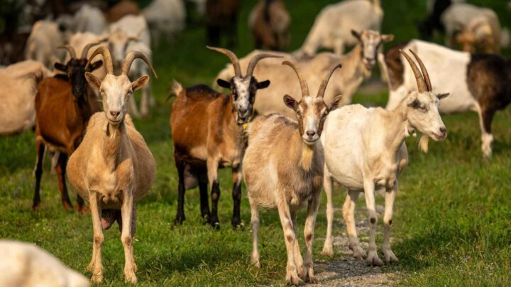 Afghansk asylsøker (19) tatt på fersk gjerning – voldtok geiter på barnegård i månedsvis&nbsp;<span>(+)</span>